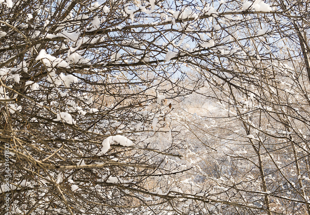 Mysterious background of the branches. Fabulous texture. Winter view. Through the branches of trees you can see a bright blue sky. Mysterious background of the branches. Fabulous texture. Winter view. Through the branches of trees you can see a bright blue sky.