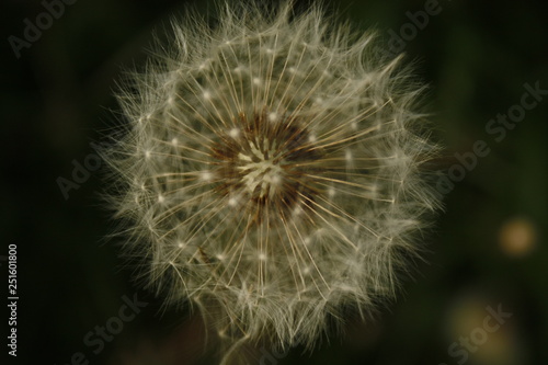 Close up of Dandelion Seed Puffs with a blurred background.