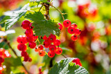 Ripe redcurrant berries on the bush on a clear, sunny day_