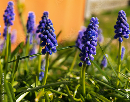 The spring with blue grape hyacinths