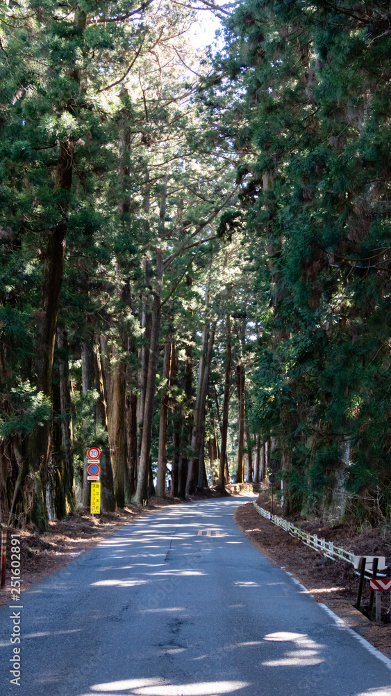 Suginami Cedar Avenue in Nikko