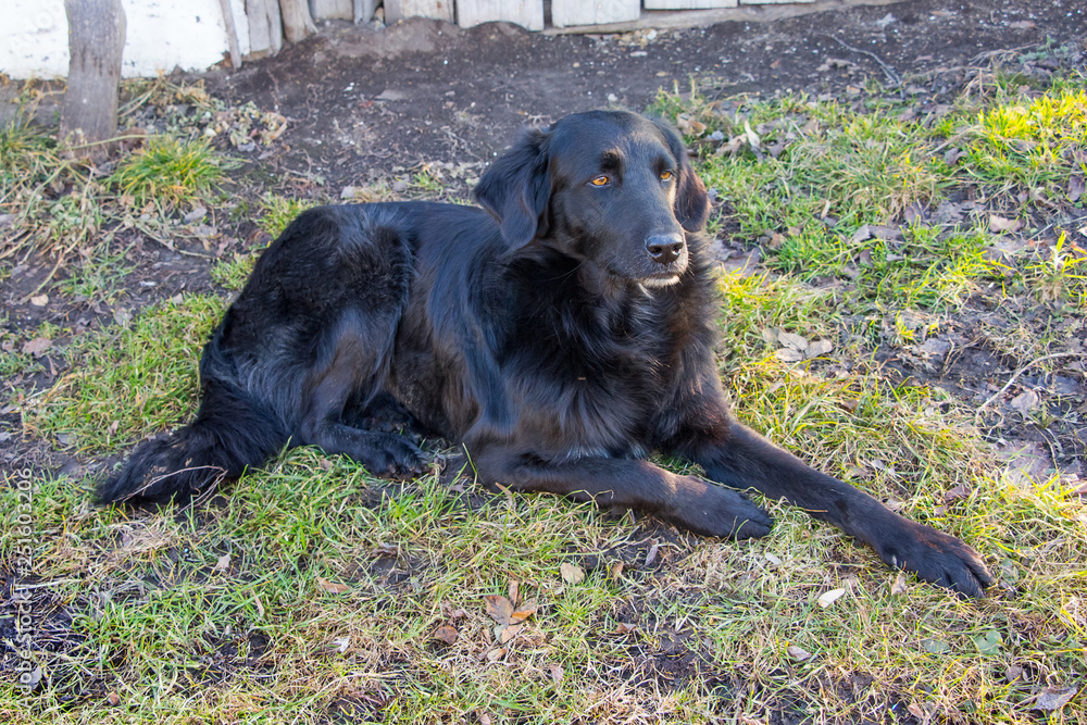 The black big dog lays on the grass and protects the farm_ The black big dog lays on the grass and protects the farm_
