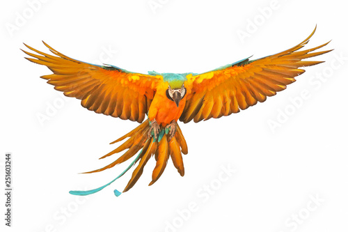 Colorful flying parrot isolated on white background. © Passakorn