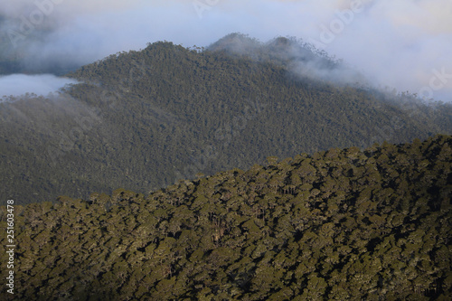 Forests on Pico Duarte, Dominican Republic