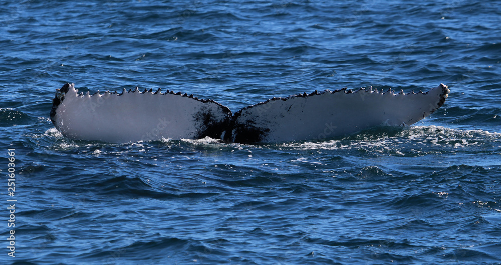 Fototapeta premium Humpback Whale Tail