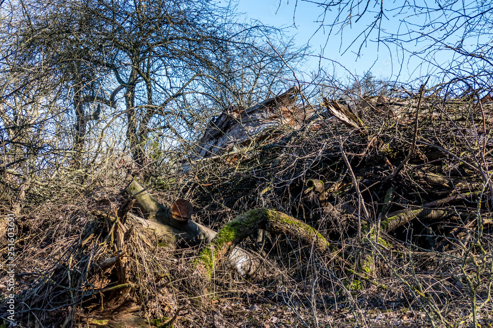 Baumschnitt am Waldrand Baumschnitt am Waldrand
