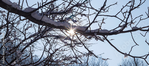 Mysterious background of the branches. Fabulous texture. Winter view. Through the branches of trees you can see brightly the sun and blue sky.