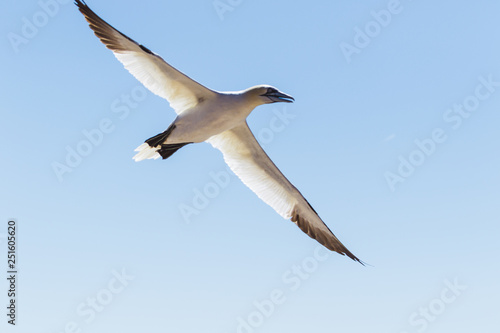 Fliegender Seevogel vor blauem Himmen photo