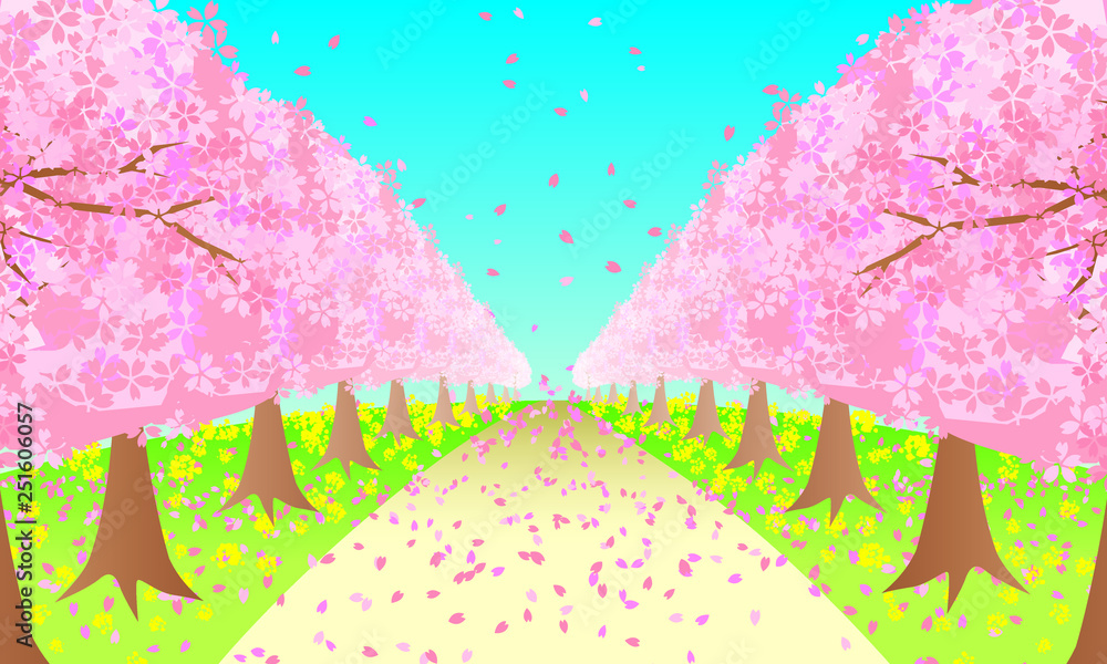 桜並木Cherry blossom trees