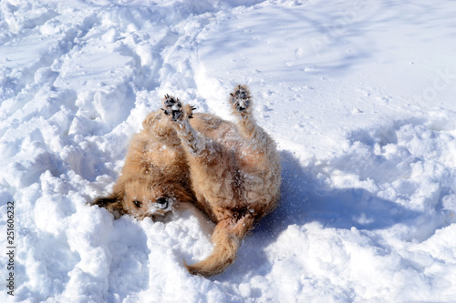 Big brown fluffy dog plays in the snow