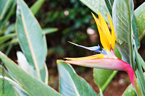 Macro shot of beautiful & colorful Bird of Paradise flower with vivid orange & bright purple blue inflorence. Tropical plant Strelitzia reginae among big green leaves. Close up, background, copy space photo