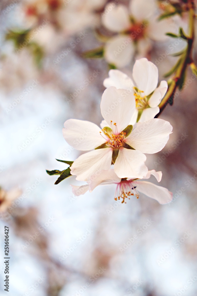 Beautiful spring time display of apple tree blossoms over clear blue sky background. Branches full of tender white flowerings, dense flower clusters. Background, close up, copy space, crop shot. Beautiful spring time display of apple tree blossoms over clear blue sky background. Branches full of tender white flowerings, dense flower clusters. Background, close up, copy space, crop shot.