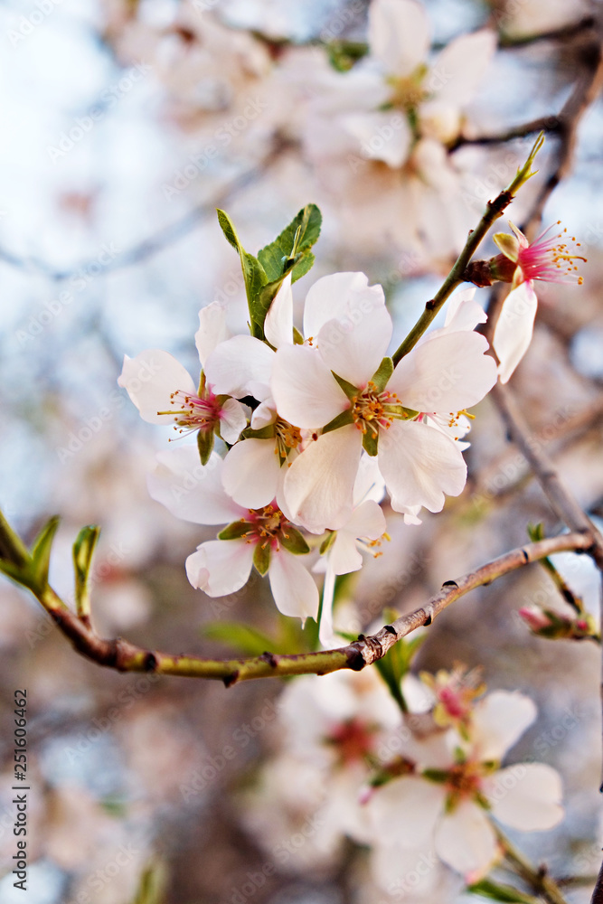 Beautiful spring time display of apple tree blossoms over clear blue sky background. Branches full of tender white flowerings, dense flower clusters. Background, close up, copy space, crop shot. Beautiful spring time display of apple tree blossoms over clear blue sky background. Branches full of tender white flowerings, dense flower clusters. Background, close up, copy space, crop shot.