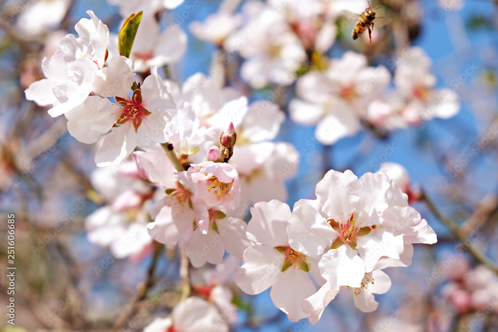 Beautiful spring time display of apple tree blossoms over clear blue sky background. Branches full of tender white flowerings, dense flower clusters. Background, close up, copy space, crop shot. Beautiful spring time display of apple tree blossoms over clear blue sky background. Branches full of tender white flowerings, dense flower clusters. Background, close up, copy space, crop shot.