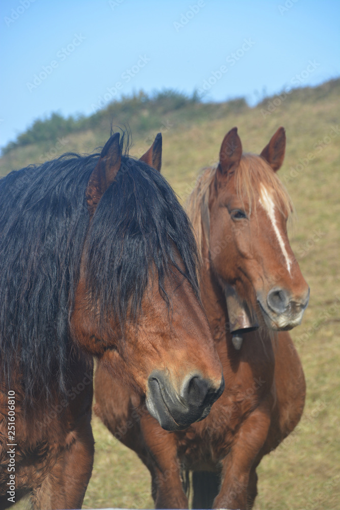 Caballos pastando en un prado verde