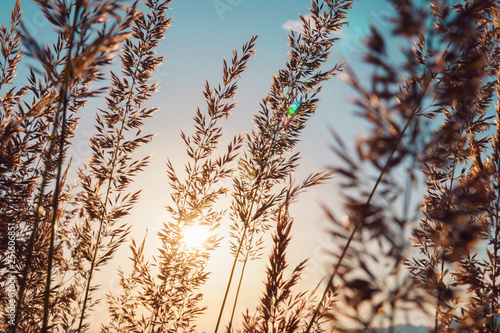 Golden spikelets of grass on a large meadow in the mountains against the backdrop of a sunset in summer and a bright blue sky. The bright sun disc highlights the grass field. Ready background