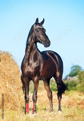 black Trakehner stallion in meadow