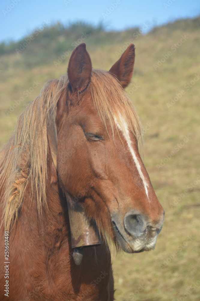 Fototapeta premium Caballos pastando en un prado verde