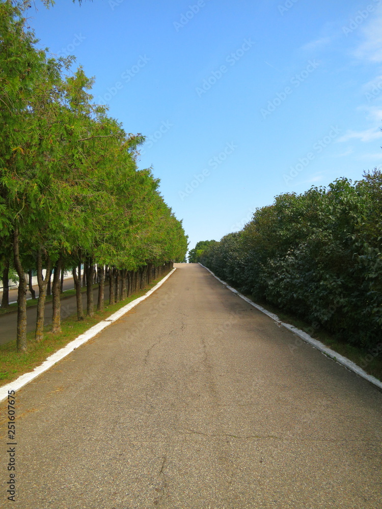 Obraz premium Alley with trees and bushes fenced with white borders