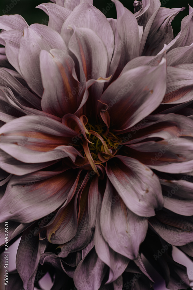 Dahlia flower closeup background