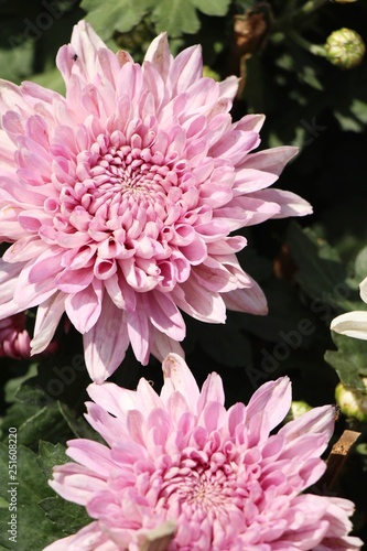 Chrysanthemums flower is beautiful in the garden