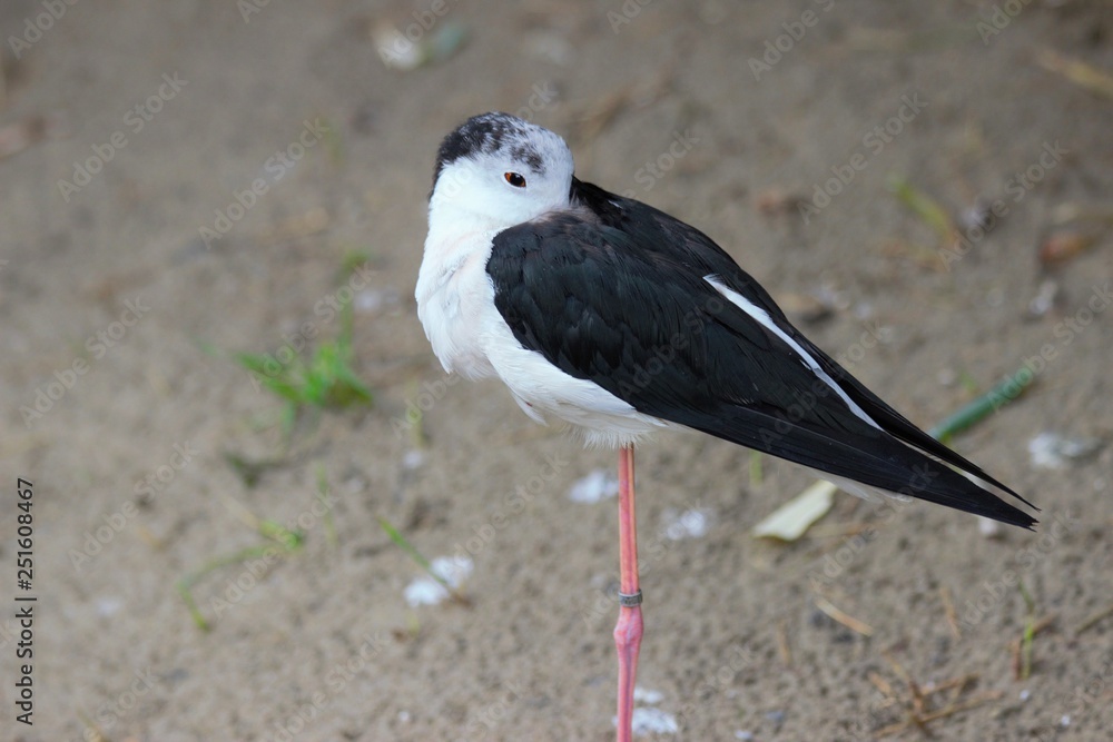 Fototapeta premium Little bird standing in zoo in augsburg