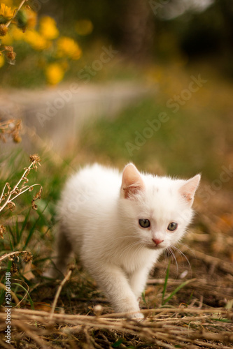 tiny adorable kitten playing outdoor looking interesting