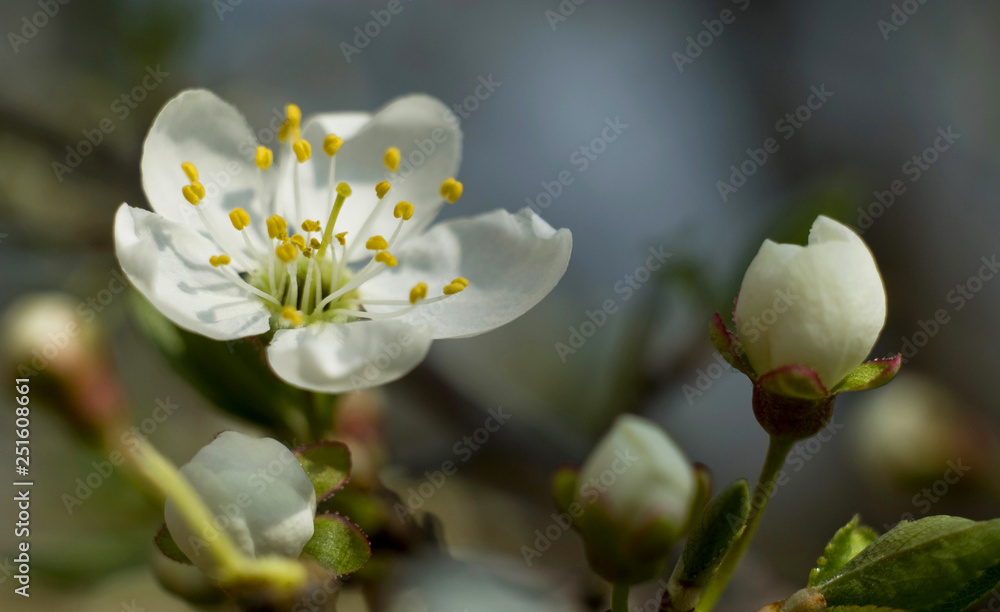 White flowers of apple tree White flowers of apple tree