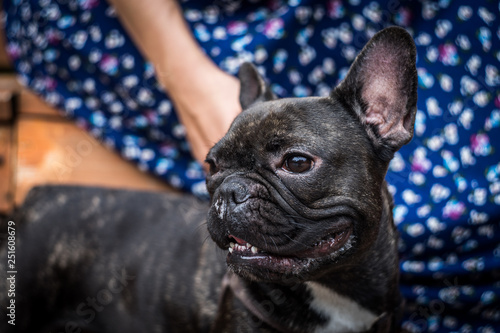 French bulldog on a walk in the Park with his future mother.