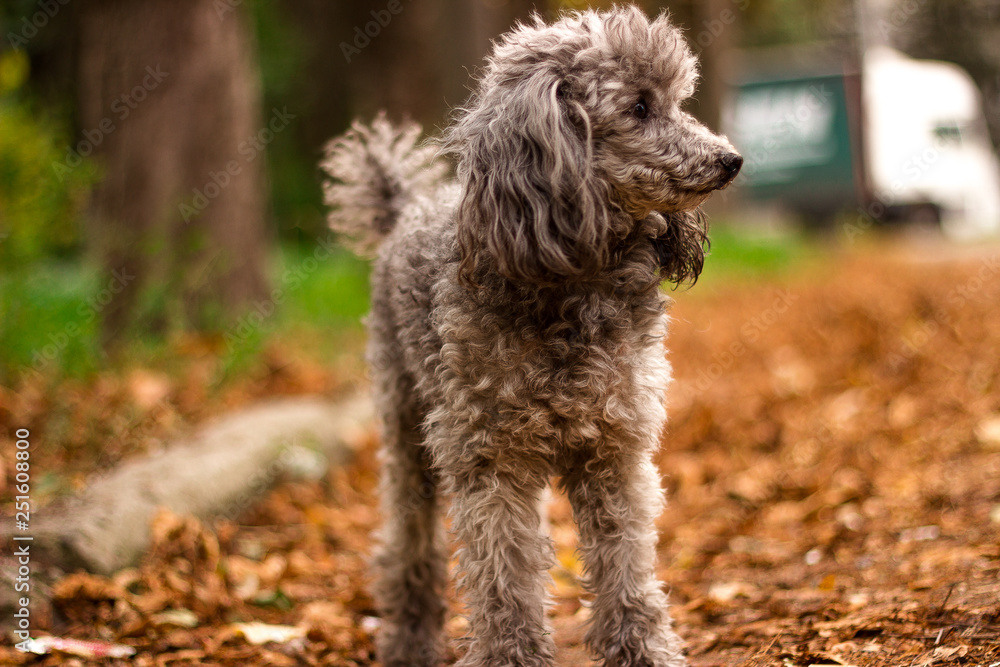 Happy puppy sitting and looking at the camera during walk in the park. Happy puppy sitting and looking at the camera during walk in the park.