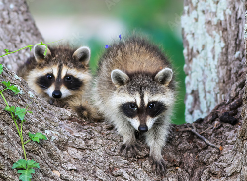 Baby Raccoons in Fork of Oak Tree Awaiting Return of Mother