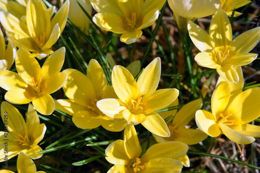 Close up of blooming yellow crocus flowers on the meadow Close up of blooming yellow crocus flowers on the meadow