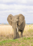 Big male elephant with canines walks on the savanna in Mikumi national park in Tanzania, East Africa. Landscape / horizontal orientation