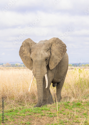 Obraz na płótnie Big male elephant with canines walks on the savanna in Mikumi national park in Tanzania, East Africa. Landscape / horizontal orientation w salonie