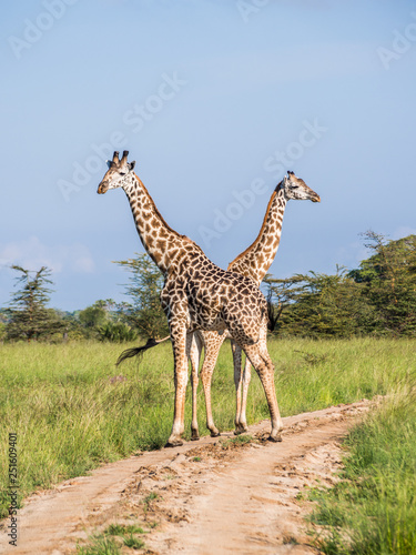 Two giraffes standing on a dirt road on the savanna in Serengeti National park, East Africa, crossing heads, on a sunny day. Green grass and blue sky in the background. Vertical / portrait orientation