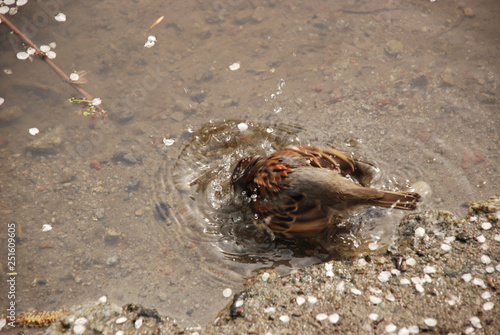 the sparrow taking spring bath in the water  standing on the sand bottom  surrounded by white sakura petals