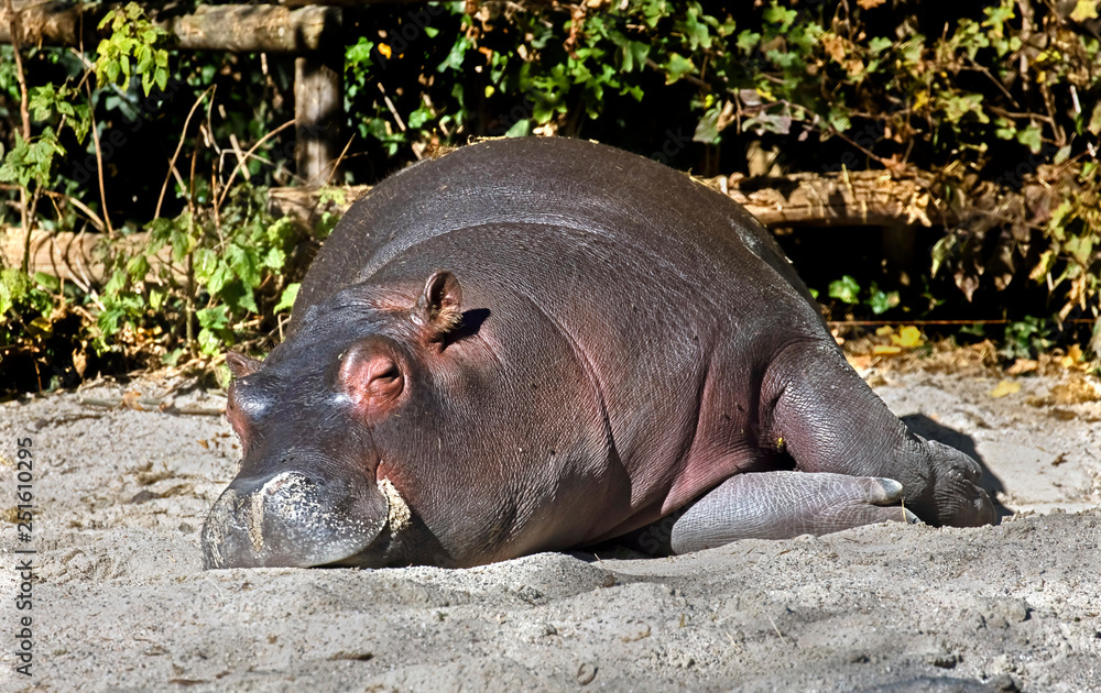 Sleeping young hippopotamus. Latin name - Hippopotamus amphibius Sleeping young hippopotamus. Latin name - Hippopotamus amphibius
