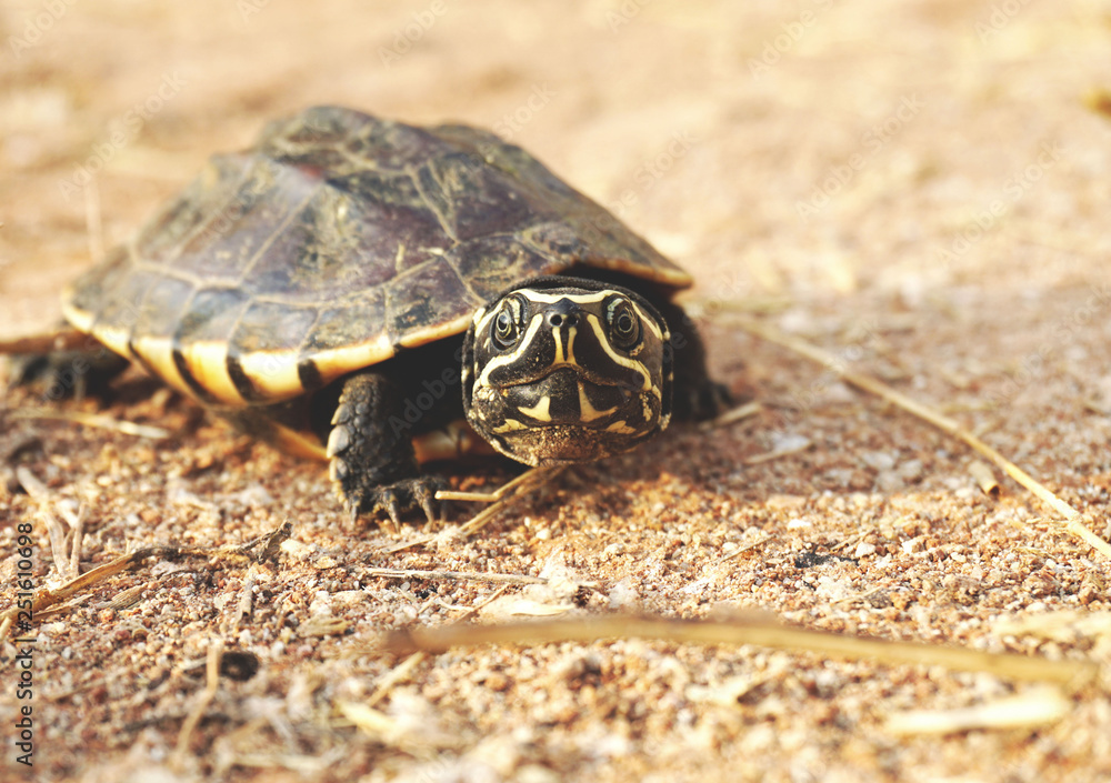 Obraz premium The turtle stood and looked on the ground. 