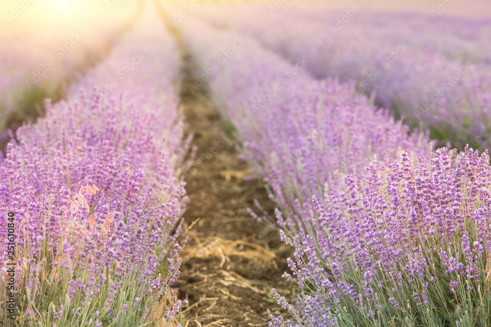 Obraz premium Sunset over a summer lavender field, looks like in Provence, France. The Lavender field. Beautiful image of lavender field over summer sunset landscape.