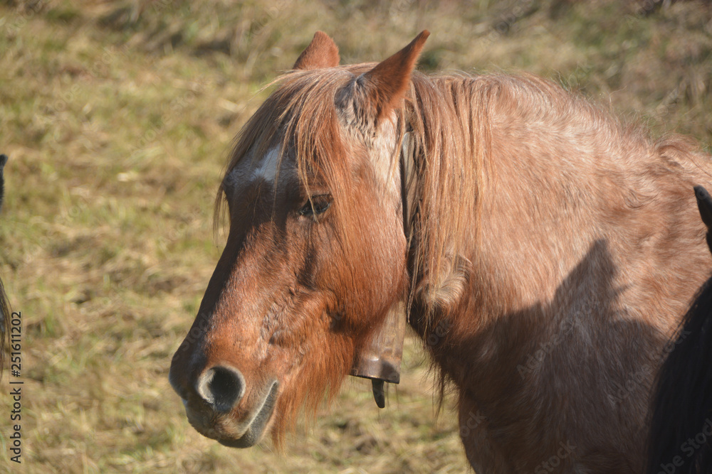 Obraz premium caballos pastando