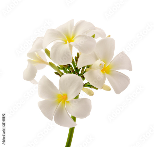 Plumeria flowers © npps48