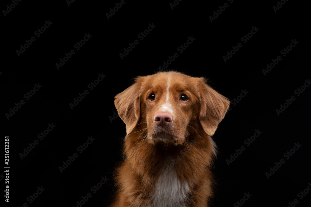 portrait of a dog on a black background. Nova Scotia Duck Tolling Retriever, Toller. Pet in the studio