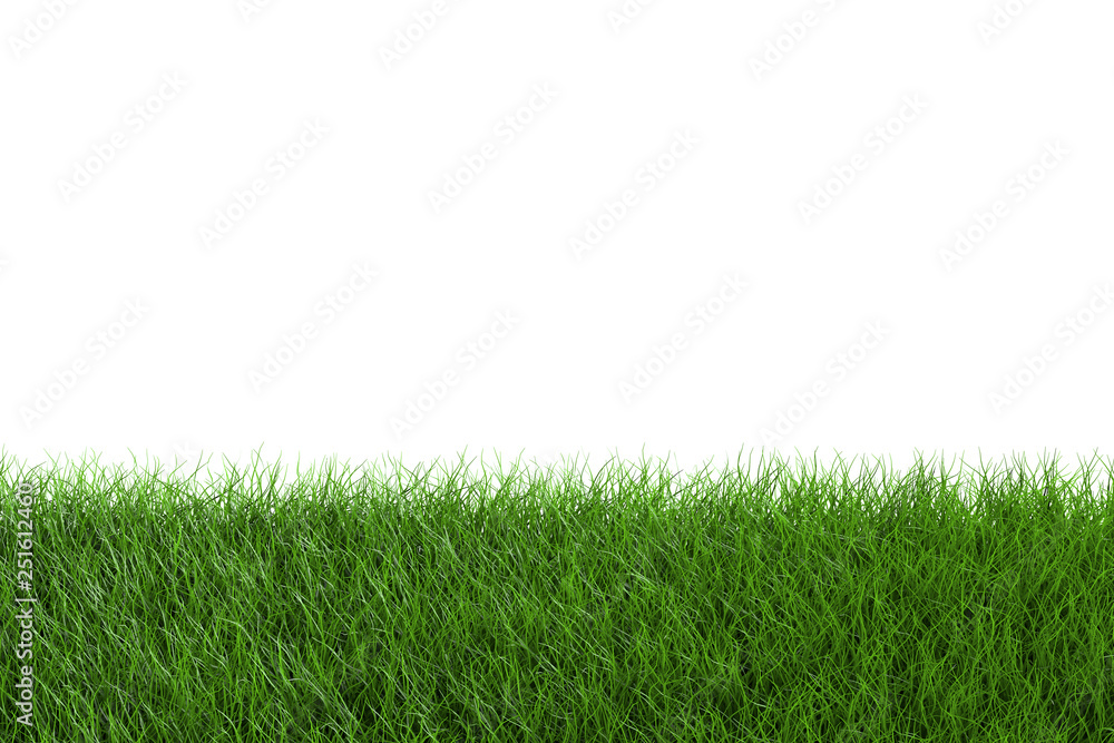 Border of Green Grass and Tufts in Spring on White Border of Green Grass and Tufts in Spring on White