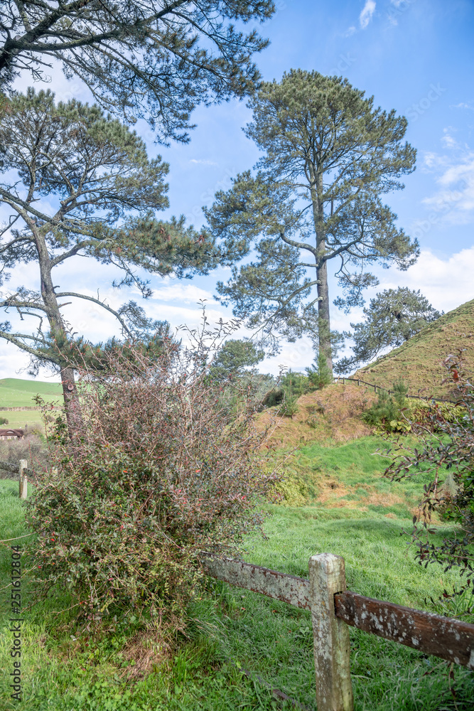 Beautiful hills and trees of New Zealand Beautiful hills and trees of New Zealand