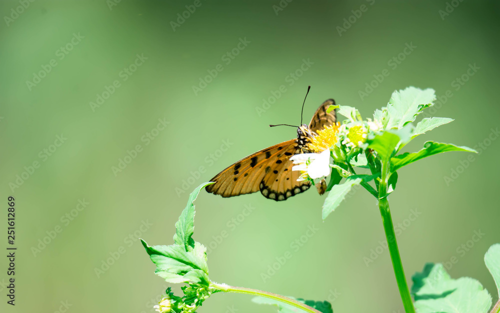 Macro shot of an orange butterfly while getting some nectar on a flower with green blurry background Macro shot of an orange butterfly while getting some nectar on a flower with green blurry background