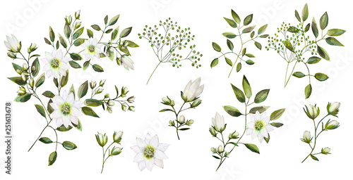 Watercolor drawing. Botanical illustration. The composition of white flowers, colorful leaves, field herbs. A set of bouquets, twigs, flower elements and garden herbs.