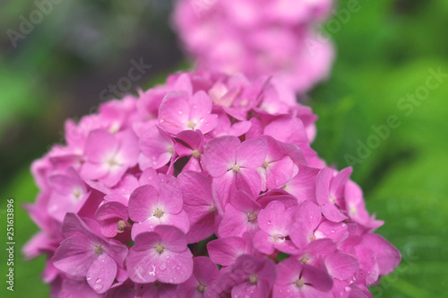 photography background pink flower