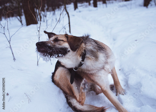 photography background winter time brown dog