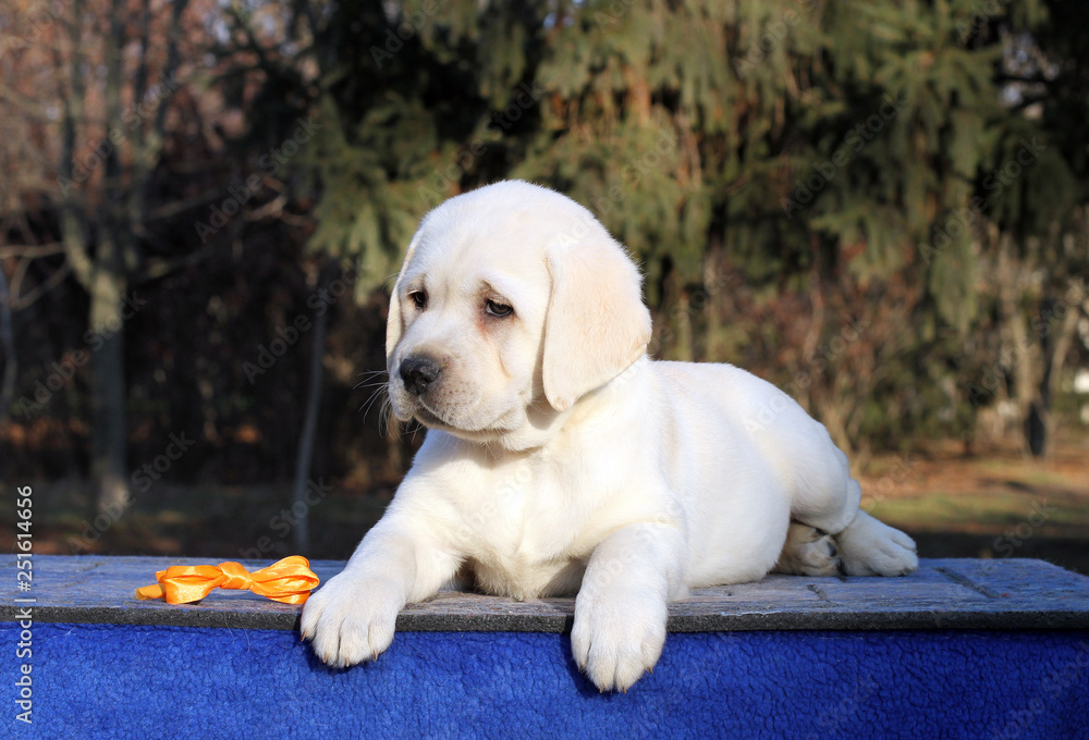 a sweet little labrador puppy on a blue background a sweet little labrador puppy on a blue background