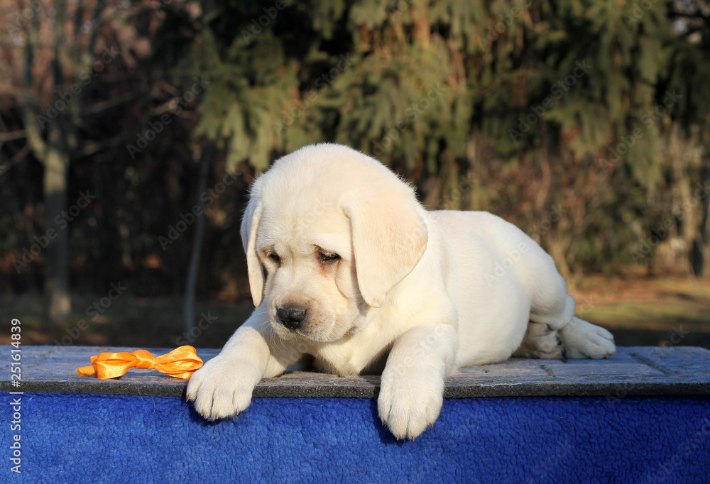 the sweet little labrador puppy on a blue background the sweet little labrador puppy on a blue background